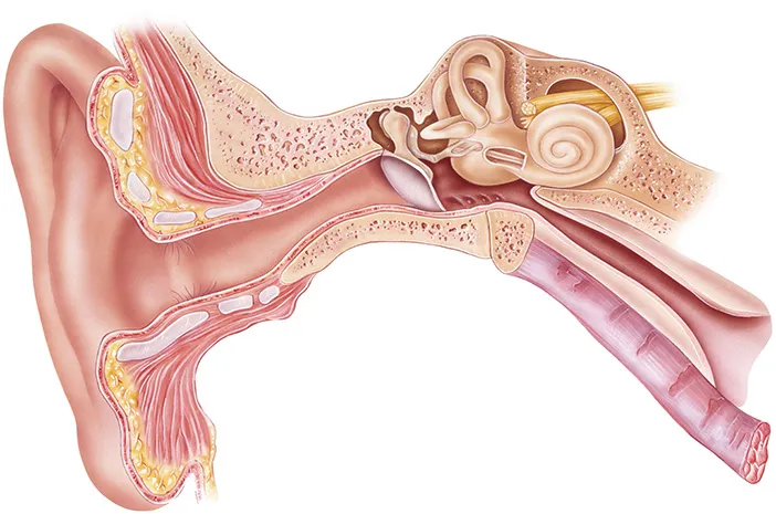 Fungsi tulang pendengaran
