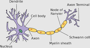 fungsi saraf konektor pada hewan