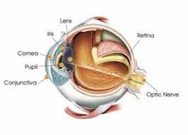 4 fungsi saraf optik mata