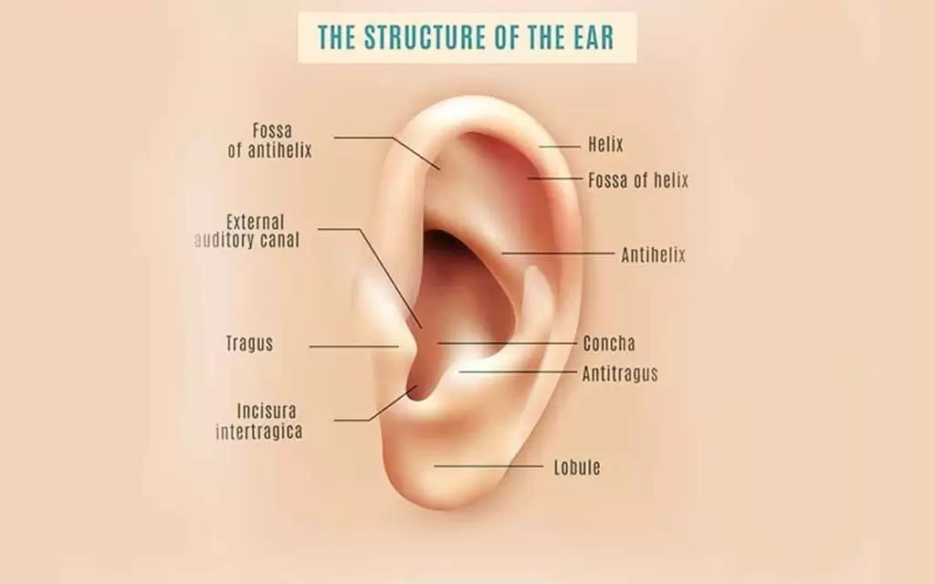 fungsi saluran telinga luar