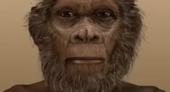 Homo Rudolfensis : Sejarah Penemuan, Ciri-ciri, dan Pola Kehidupannya