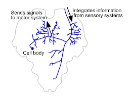 Neuron interneuron, jenis neuron
