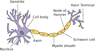 Neuron motorik, jenis neuron