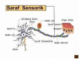 Neuron sensorik, jenis neuron