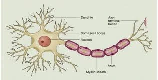 Fungsi badan sel pada sistem saraf manusia 