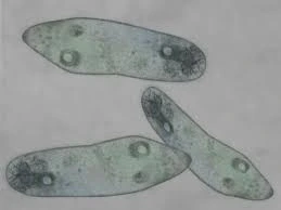 Protozoa, berkembang biak dengan membelah diri