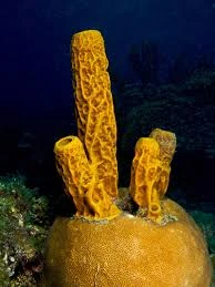 Porifera berkembang biak dengan tunas