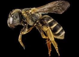 Lebah Afrika Selatan berkembang biak dengan cara Partenogenesis