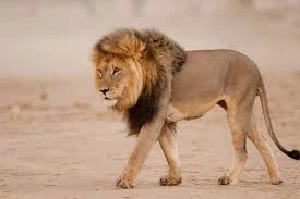 Singa, contoh hewan karnivora 