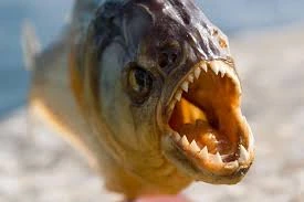Ikan piranha contoh hewan karnivora 
