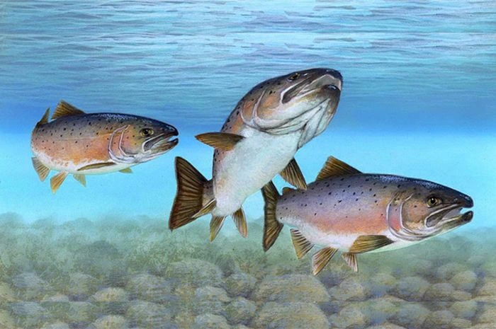 Ikan salmon contoh hewan fertilisasi eksternal