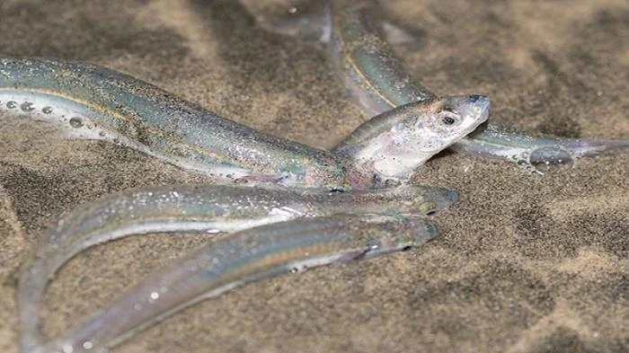 Ikan grunion contoh hewan fertilisasi eksternal