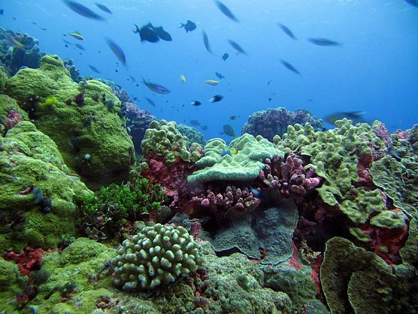 Terumbu karang contoh hewan fertilisasi eksternal