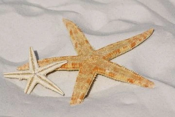 Bintang laut contoh hewan fertilisasi eksternal