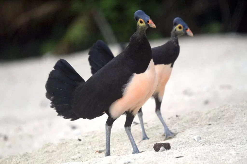Burung Maleo contoh fauna peralihan 