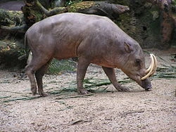 Babi Rusa contoh fauna peralihan 