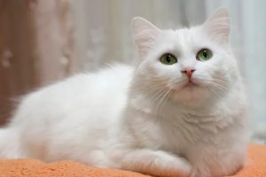 Kucing, contoh hewan fertilisasi internal 