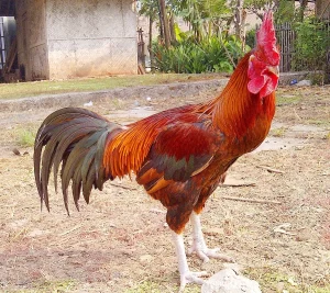 Ayam, contoh hewan fertilisasi internal 