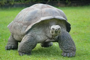 Kura-kura, contoh hewan fertilisasi internal 