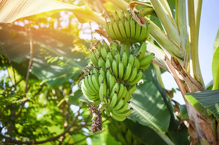 Pohon pisang, contoh tumbuhan tunas adventif 